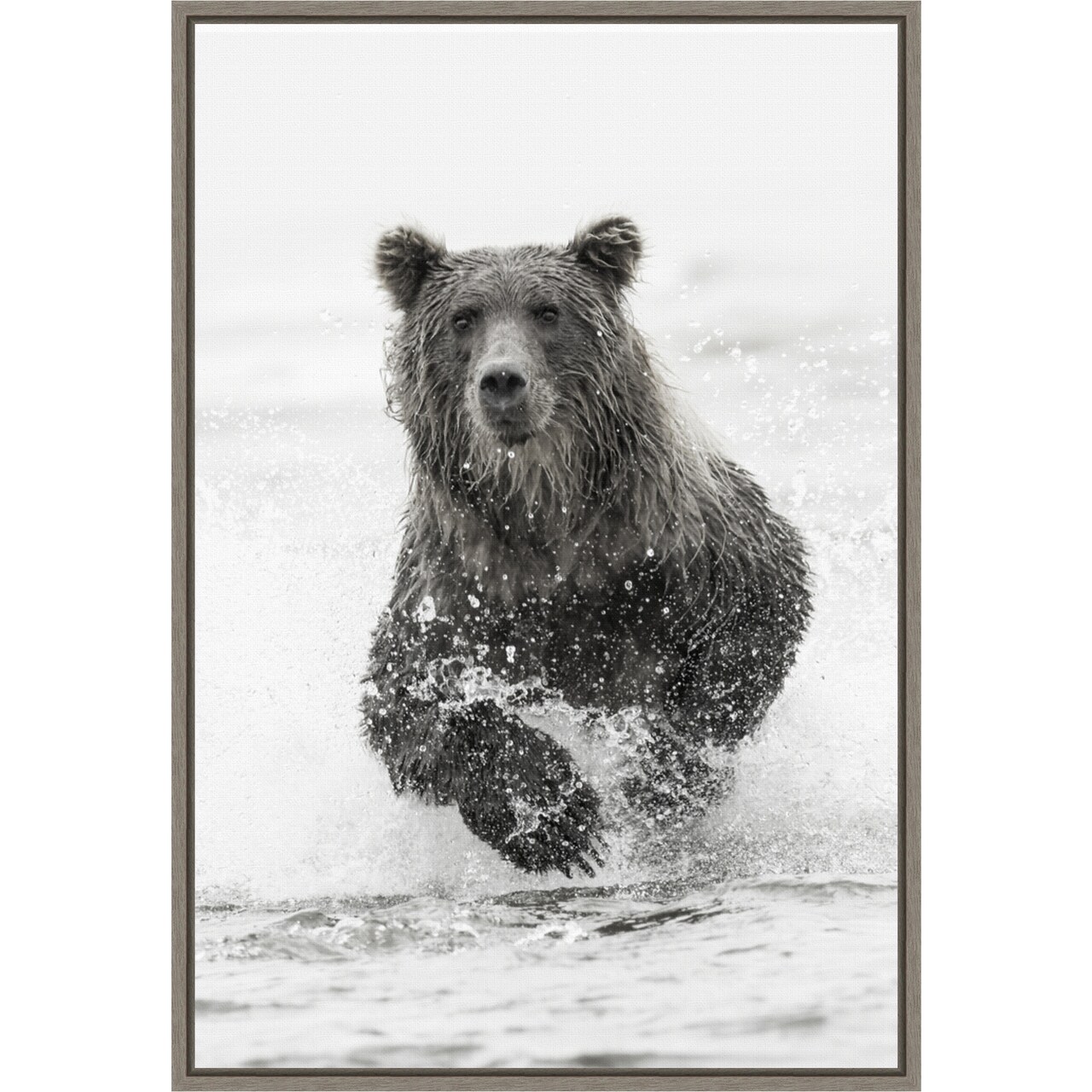 Brown bear fishing for salmon by Adam Jones Danita Delimont 16-in. W x 23-in. H. Canvas Wall Art Print Framed in Grey